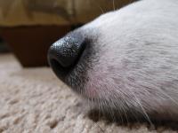 The Nose Knows